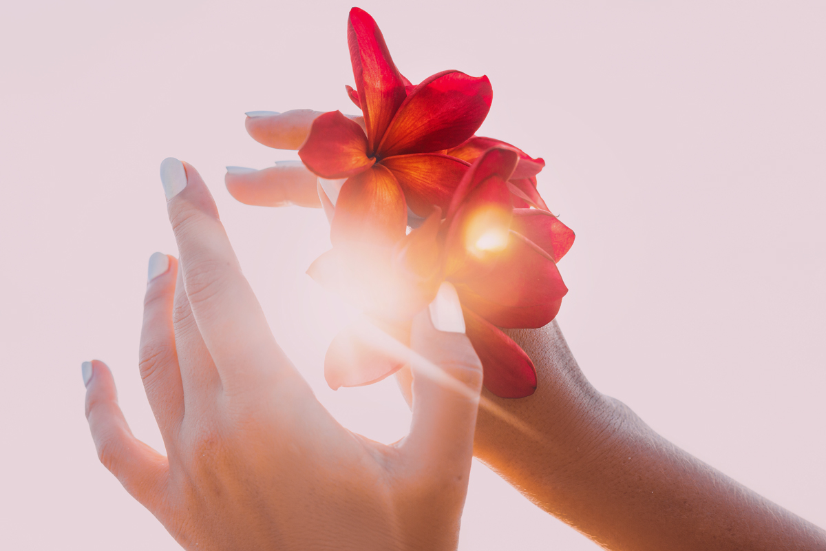 woman hand holding frangipani flower at sunset on the beach close up